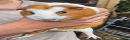 Guinea Pig rodents for sale: Guinea pigs  - Advert 3