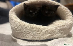 British Shorthair cats for sale: Black BSH x kittens  - Image 7