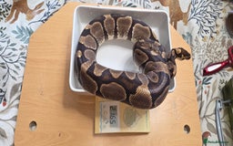 Python Snake reptiles for sale: 3 adult Royal pythons and 4' vivariums  - Image 13