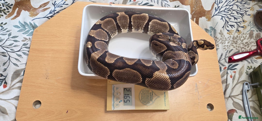 Python Snake reptiles for sale: 3 adult Royal pythons and 4' vivariums  - Image 13