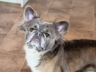 French Bulldog dogs Female Full Visual Fluffy French Bull Dog - Advert 2