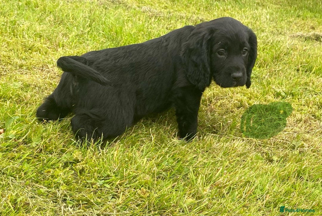 Cocker Spaniel dogs for sale: Cocker Spaniel Puppies - Image 9