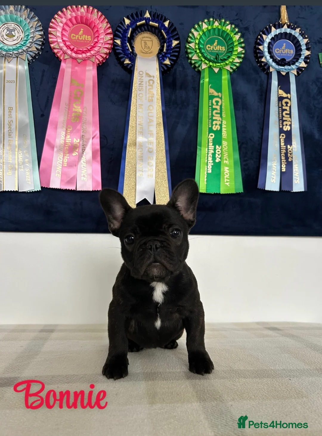 French Bulldog dogs for sale: 🏆Frenchbulldog pups🏆 - Advert 1