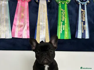 French Bulldog dogs 🏆Frenchbulldog pups🏆 - Advert 1