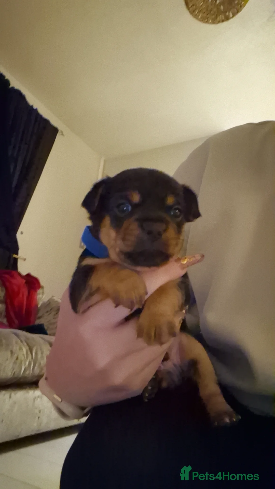 Chorkie dogs for sale: Yorkies cross chihuahua  - Advert 8