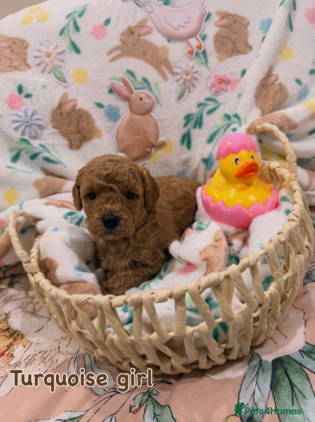 Cavapoo dogs for sale: Cavapoos 5 star licensed breeder - Advert 6