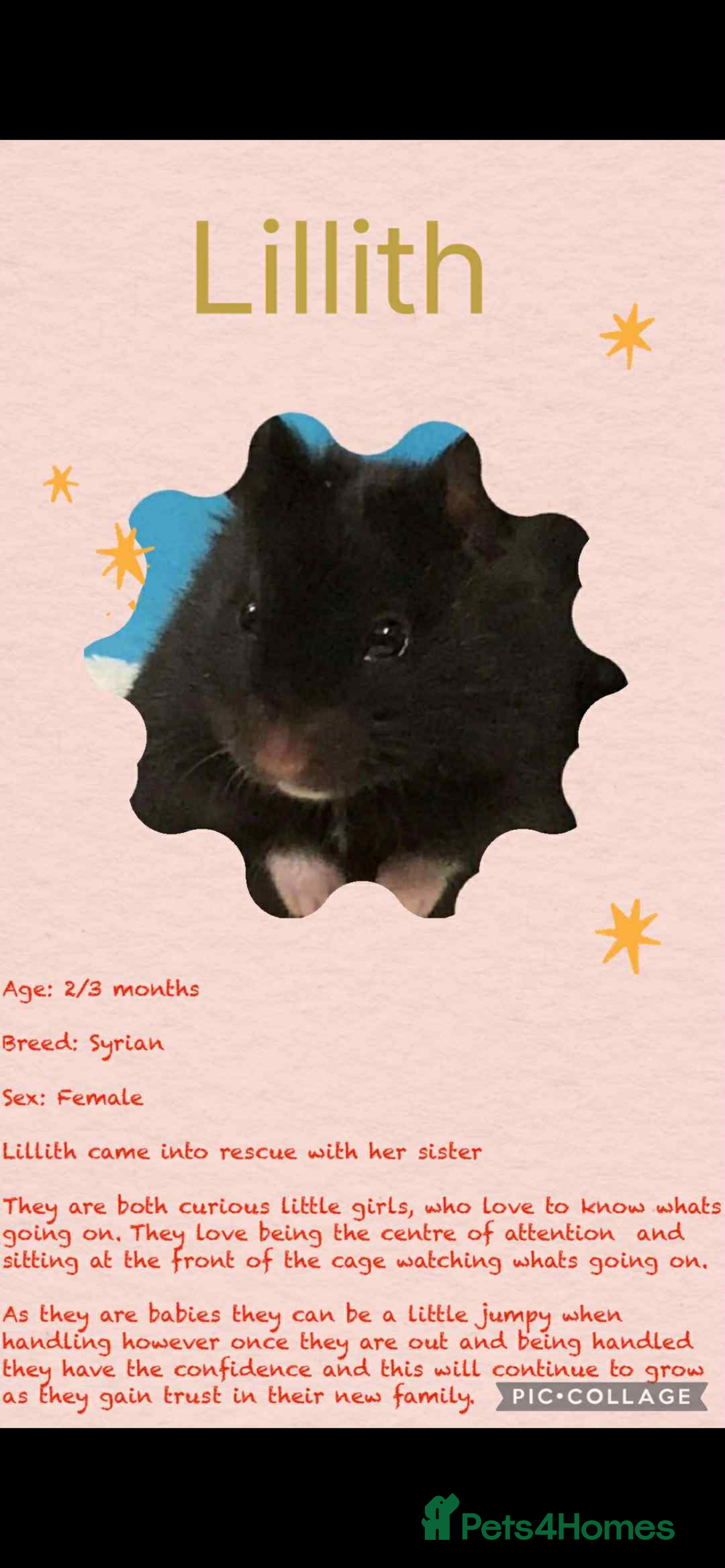 Hamster rodents for sale: Hamsters  - Image 22
