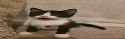 Mixed Breed cats for sale: Tuxedo kitten - Advert 5