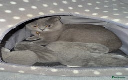 British Shorthair cats for sale: ✨British Shorthair GCCF 5 generation Pedigree✨ - Advert 6