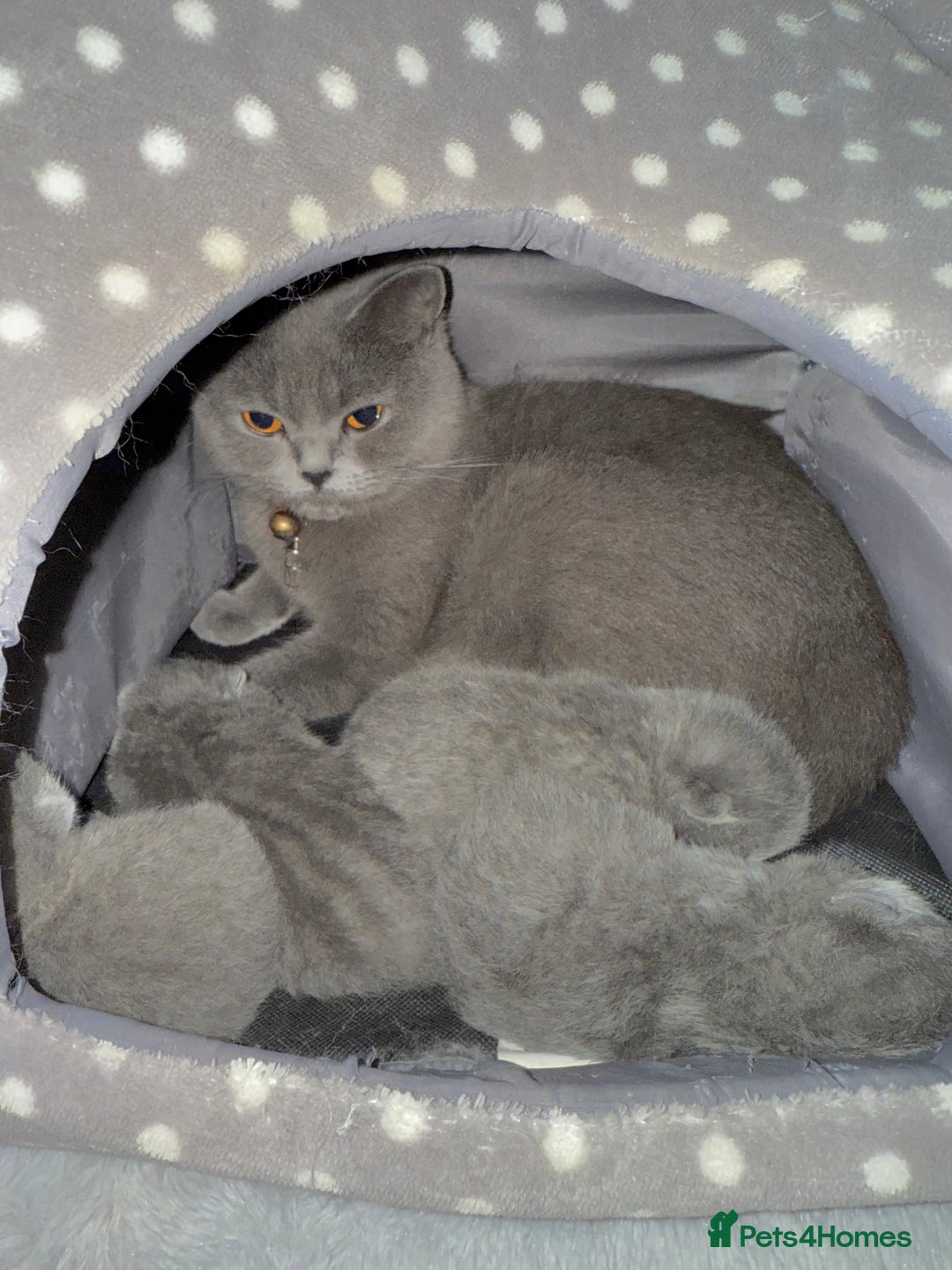 British Shorthair cats for sale: ✨British Shorthair GCCF 5 generation Pedigree✨ - Advert 6
