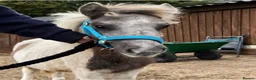 Shetland pony horses for sale: 7 months old colt  in Reading - Advert 2