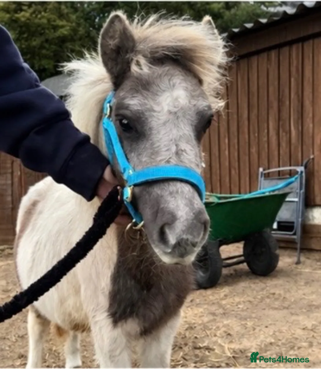 Shetland pony horses for sale: 7 months old colt  in Reading - Advert 2