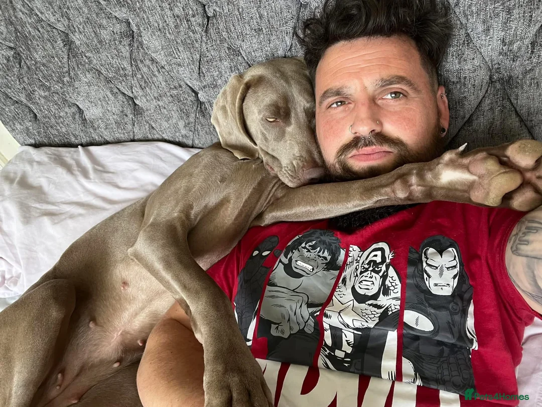 Weimaraner dogs for sale: Hallie  - Advert 9