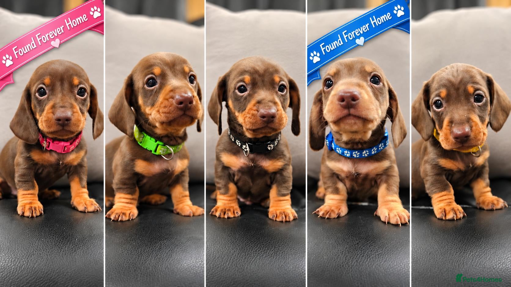 Miniature Dachshund dogs for sale: 5 Beautiful KC Registered Miniature Dachshund Pups - Advert 1