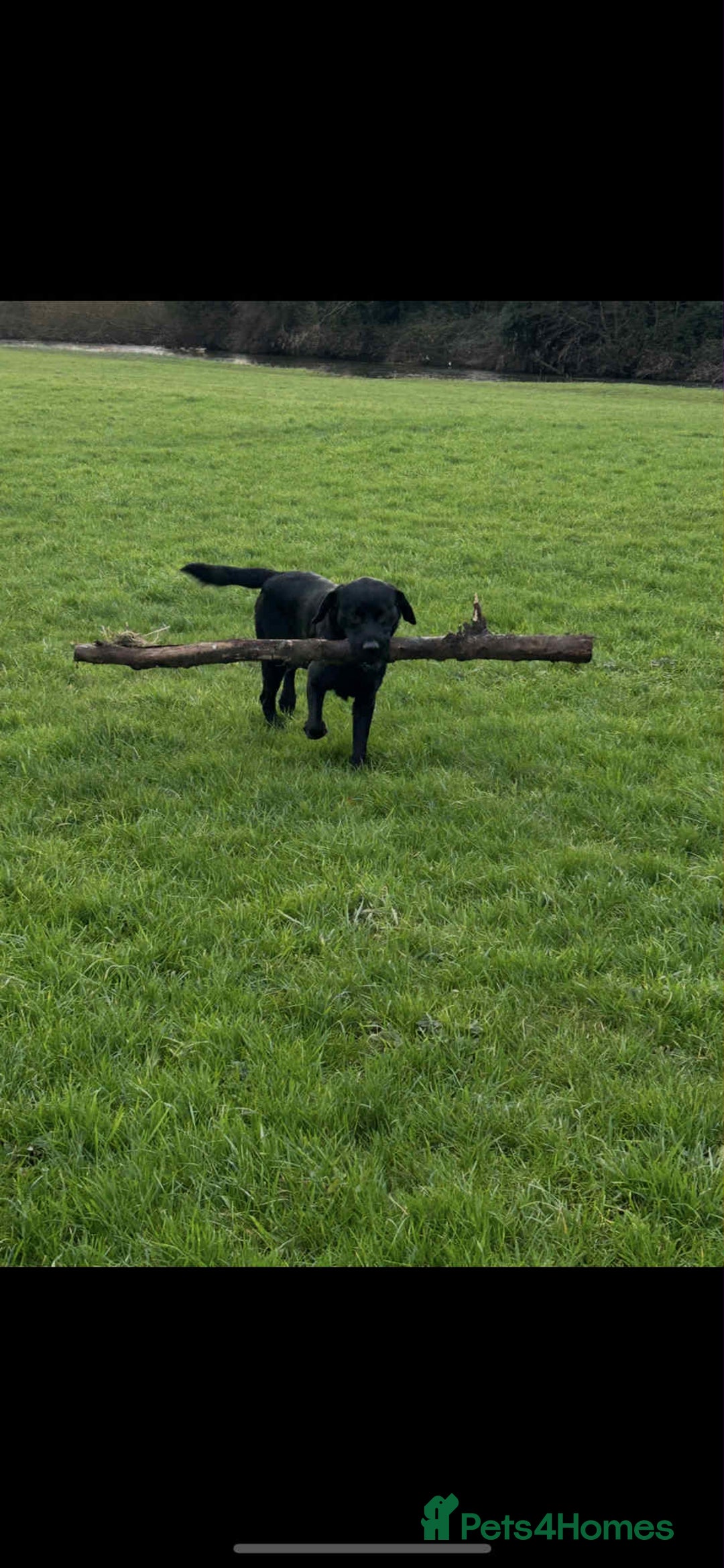 Labrador Retriever dogs for sale: Quality pedigreed Labradors for sale  - Image 14
