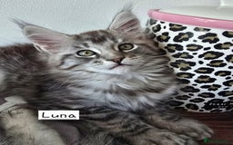 Maine Coon cats for sale: Large pedigree Tica Maine coon kittens READY  - Image 16