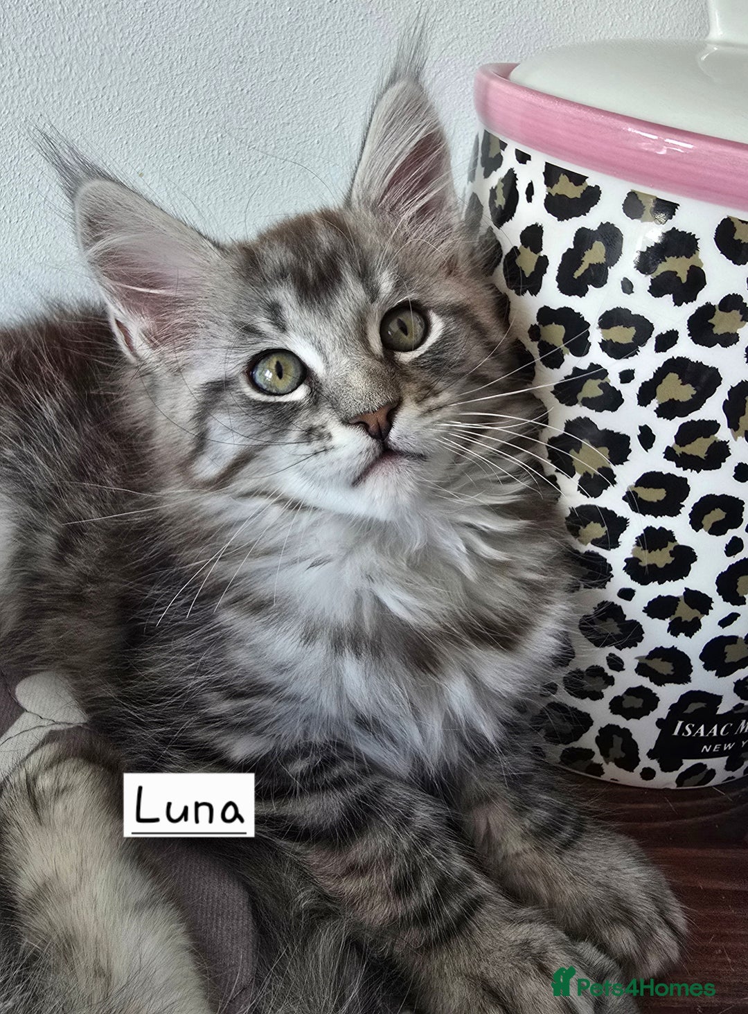 Maine Coon cats for sale: Large pedigree Tica Maine coon kittens READY  - Image 16