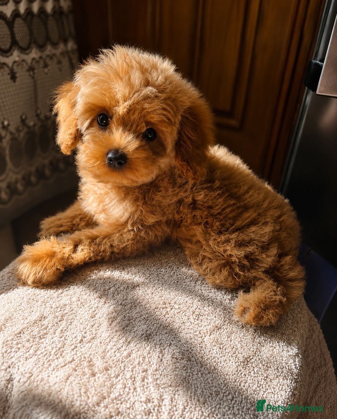 Maltipoo dogs 💥Ready to go Tiny teddy bear f1b Asian maltipoo💥 - Advert 3