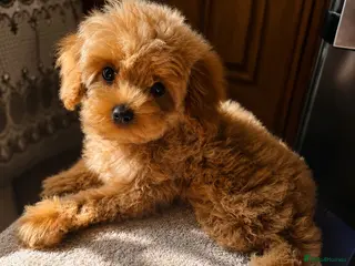 Maltipoo dogs 💥Ready to go Tiny teddy bear f1b Asian maltipoo💥 - Advert 3
