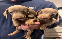 Miniature Dachshund dogs for sale: Isabella & Tan Mini Dachshund puppies 🤎 - Advert 11
