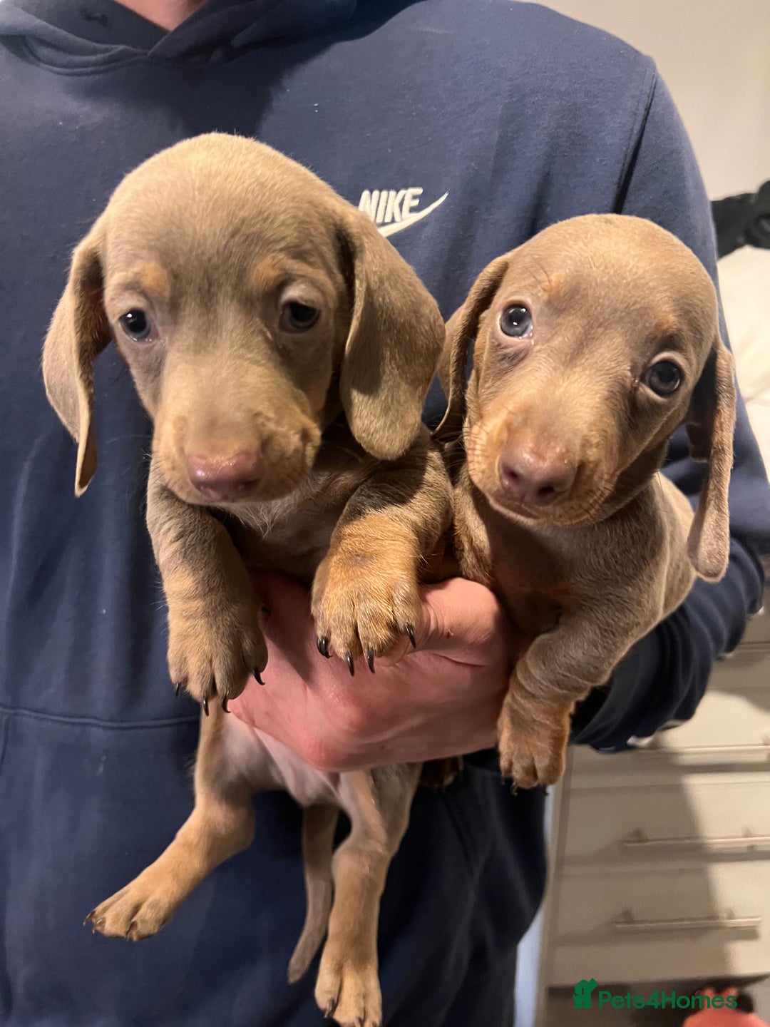 Miniature Dachshund dogs for sale: Isabella & Tan Mini Dachshund puppies 🤎 - Advert 11
