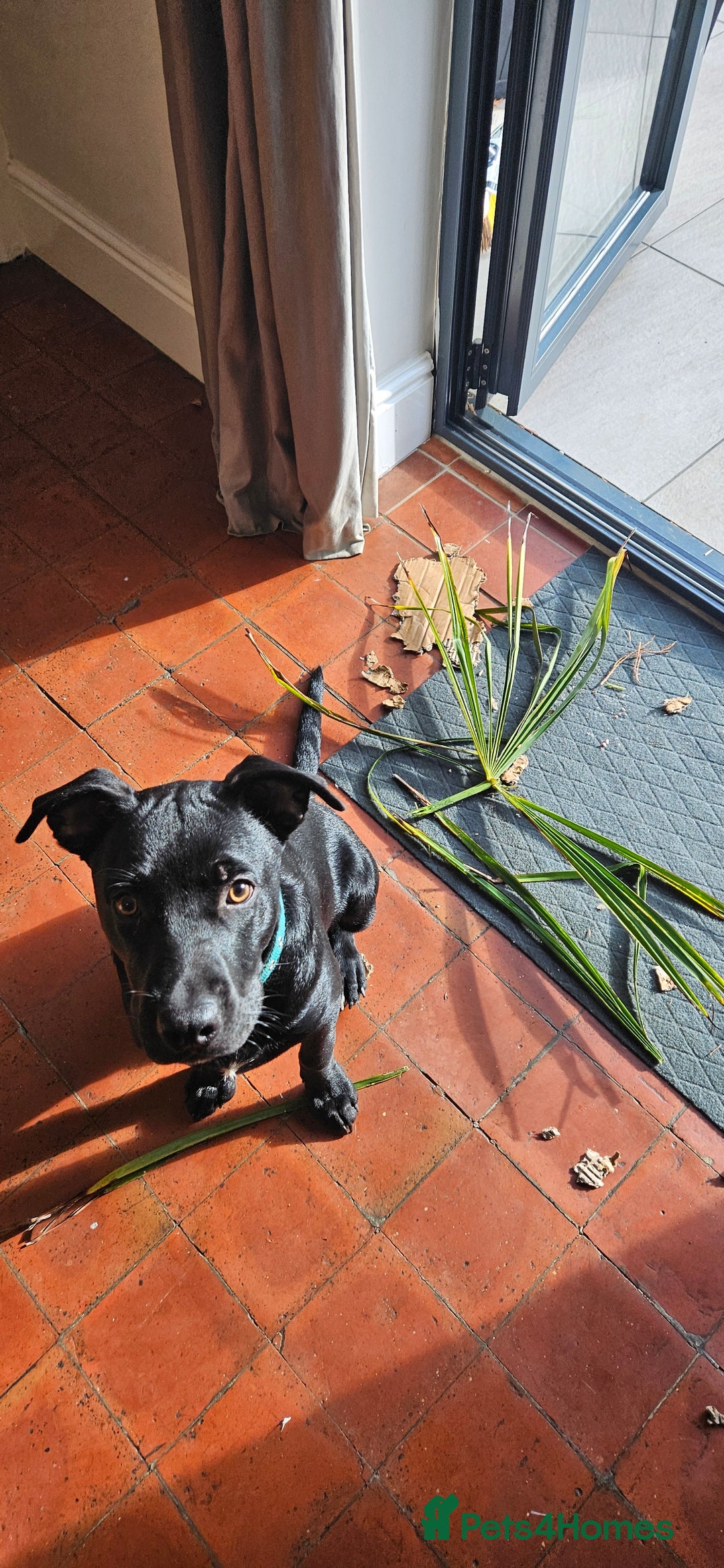 Mixed Breed dogs for sale: Lab-Staffy cross 8 months - Image 18