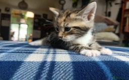 Mixed Breed cats for sale: Calico Mum, Tabby Dad kittens for sale - Image 9