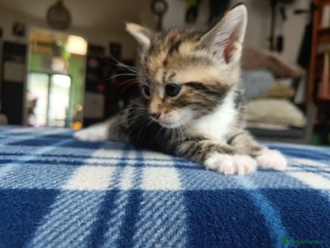 Mixed Breed cats for sale: Calico Mum, Tabby Dad kittens for sale - Image 9