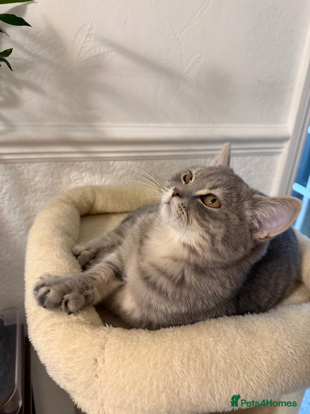 British Shorthair cats for sale: British shorthair  - Advert 8