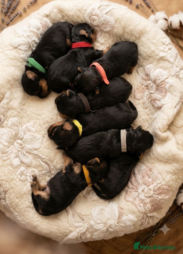 Yorkshire Terrier dogs Beautiful puppies  - Advert 6