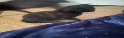 Brazilian Shorthair cats for sale: 3 Gorgeous Kittens  - Advert 12