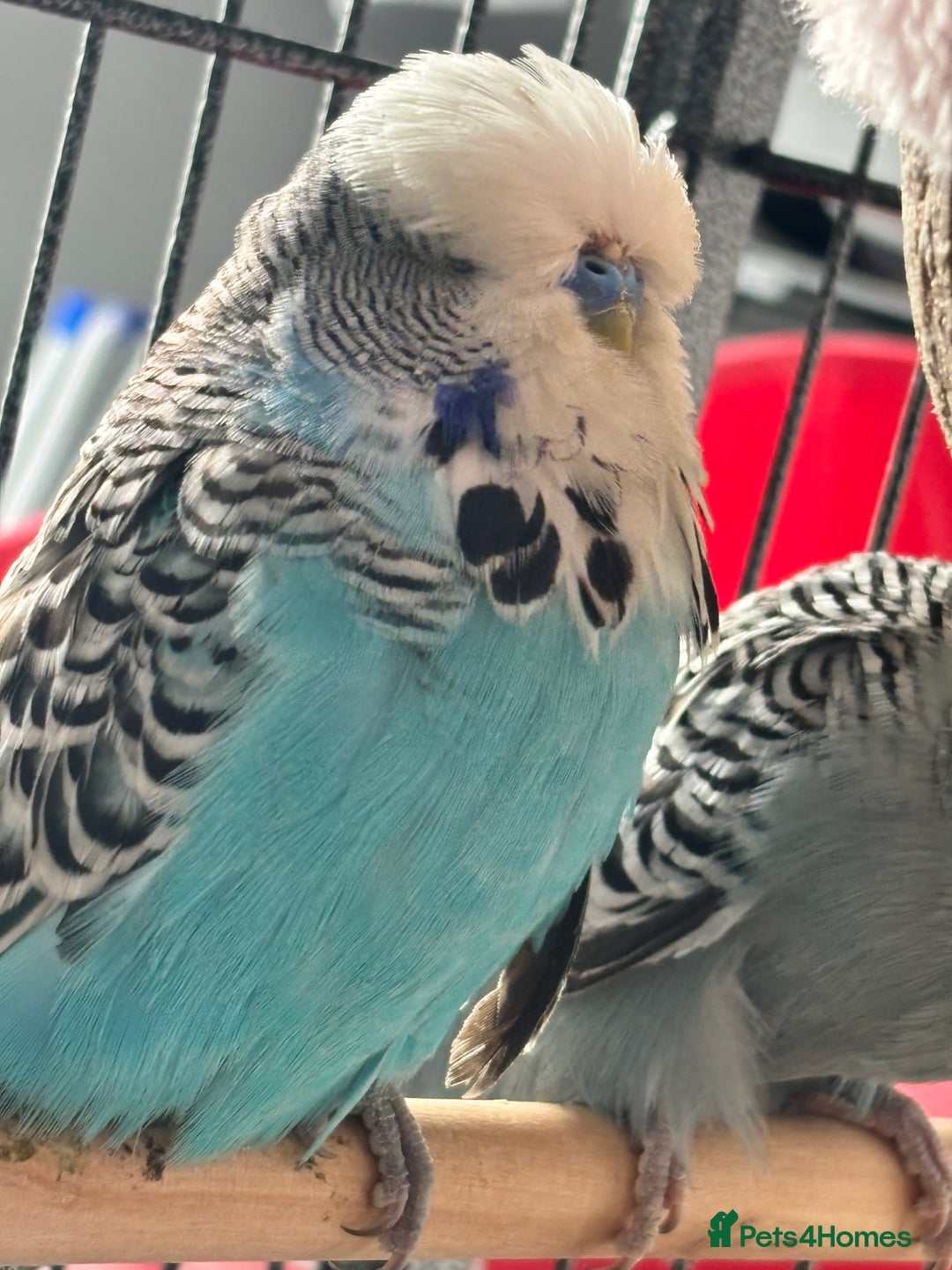Budgerigars birds for sale: Budgies for sale  - Image 7