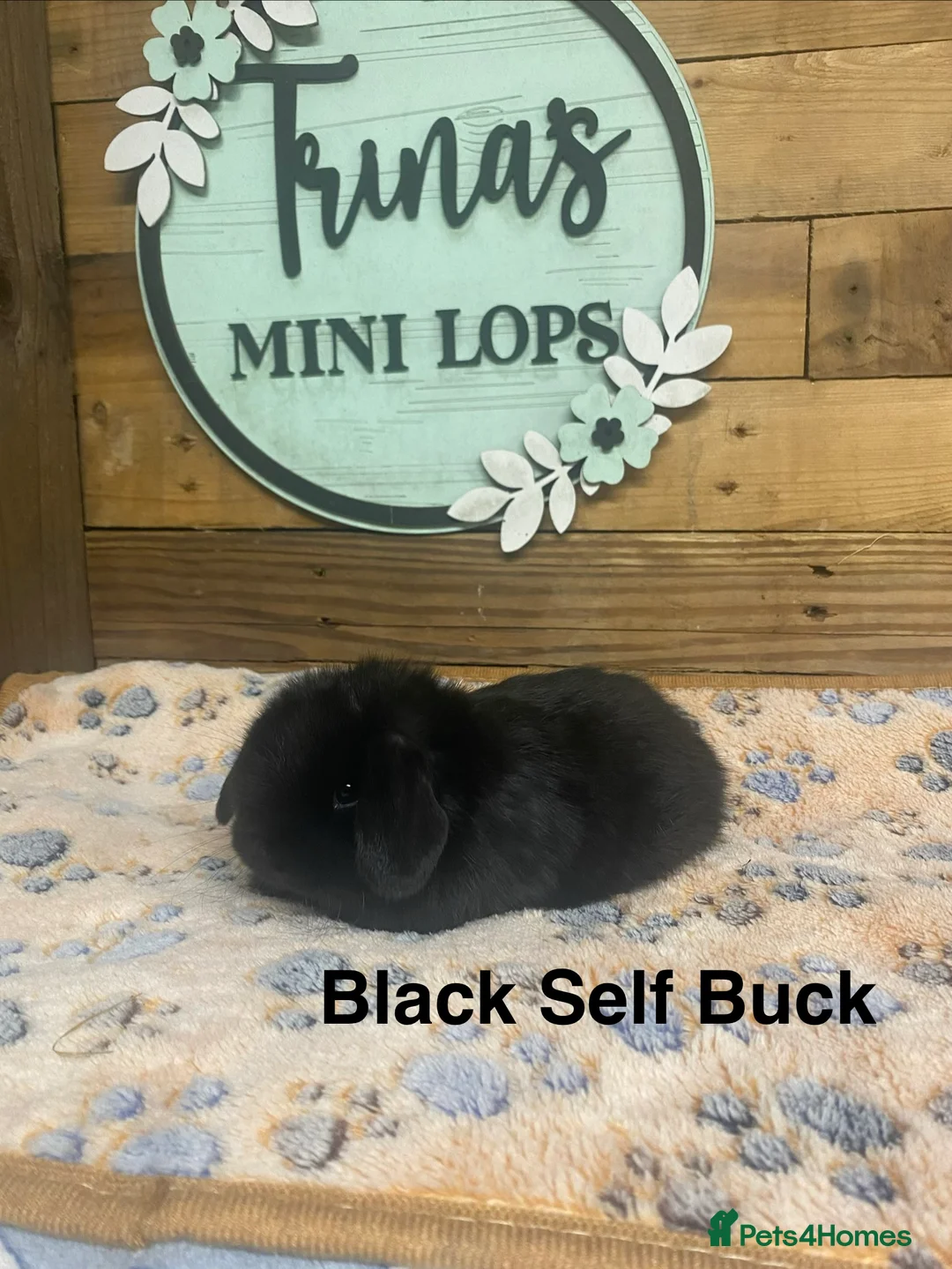 Mini Lop rabbits for sale: Purebred Baby Mini Lops - Advert 5
