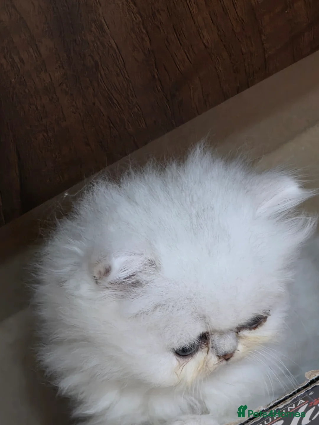 Persian cats for sale: Pedigree Chinchilla Kitten. Female  - Advert 6