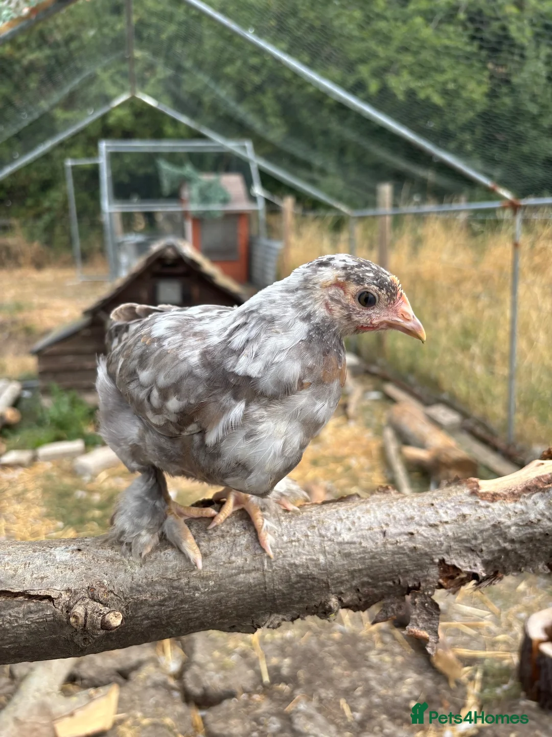 Chickens poultry for sale: Peking bantam in Leighton Buzzard - Advert 8