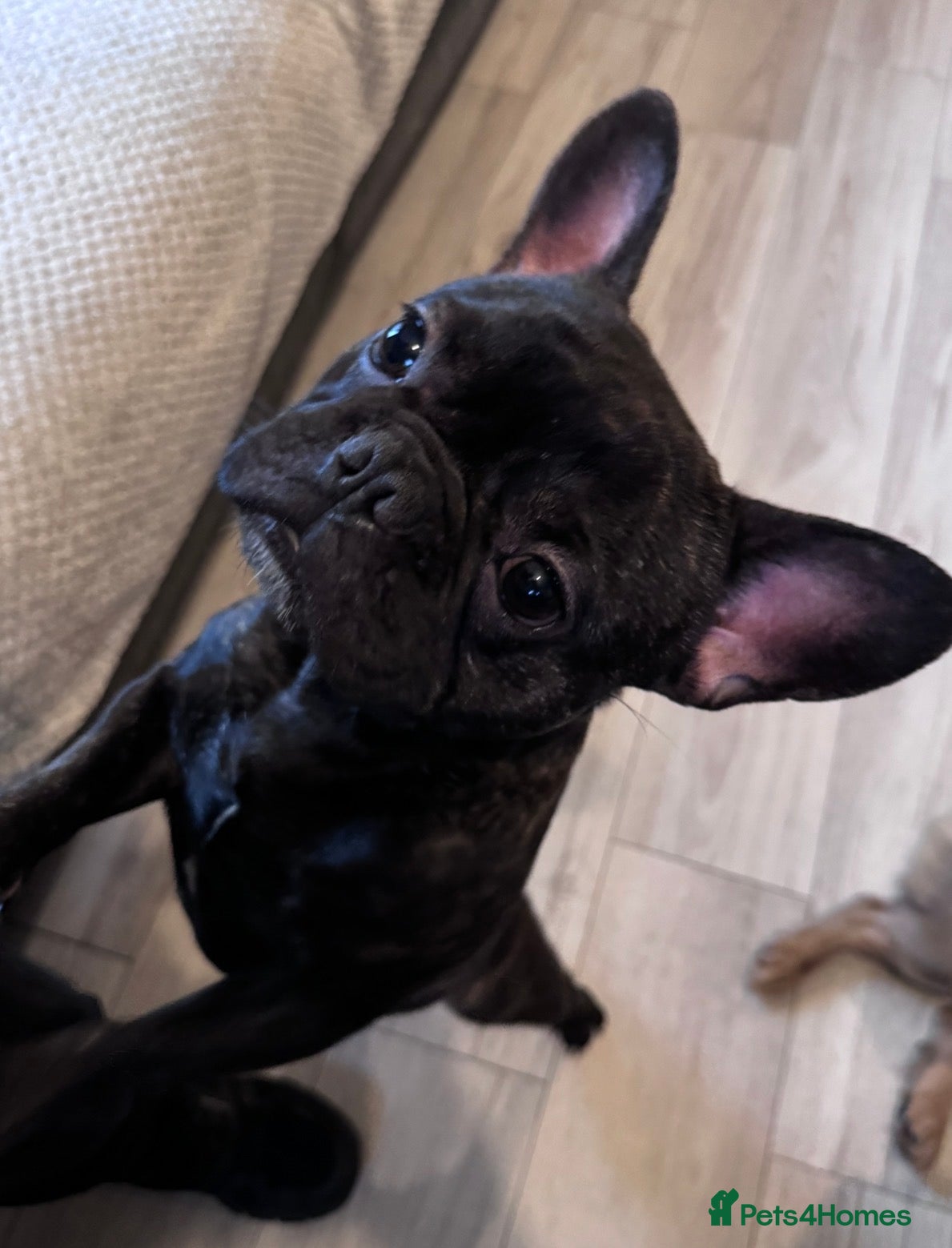 French Bulldog dogs French bulldog  - Advert 1