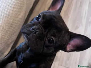 French Bulldog dogs French bulldog - Advert 1