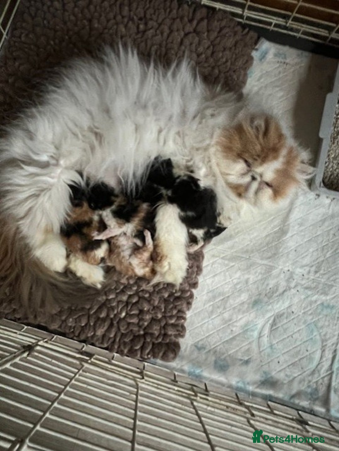Persian cats for sale: Beautiful Pedigree Persian Kittens - Advert 6