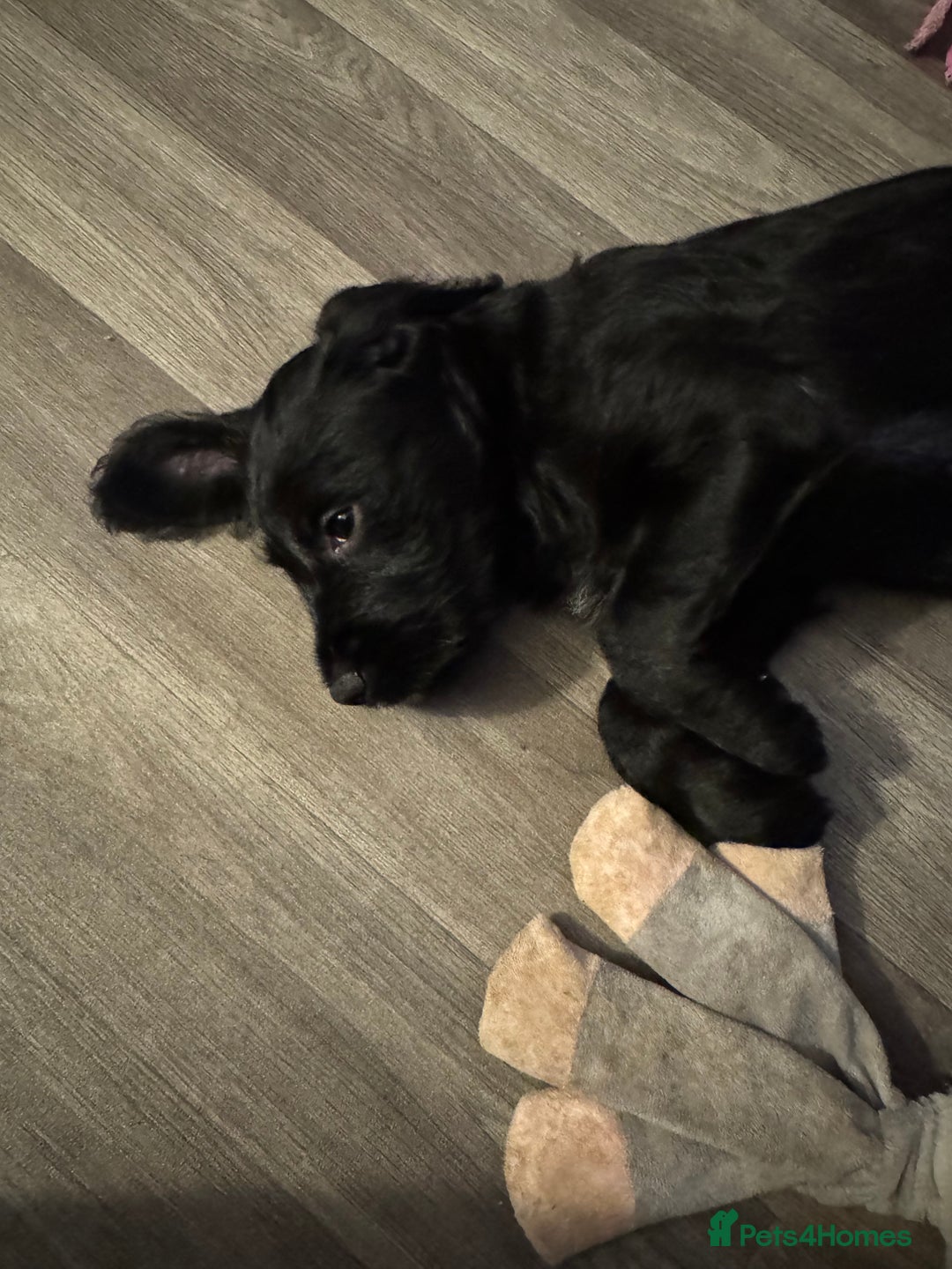 Mixed Breed dogs for sale: Beautiful unique puppies last girl left  - Advert 6