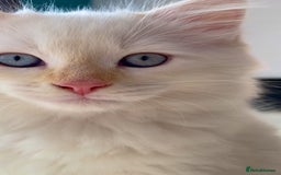 Ragdoll cats for sale: The Brave Little Prince - Image 4