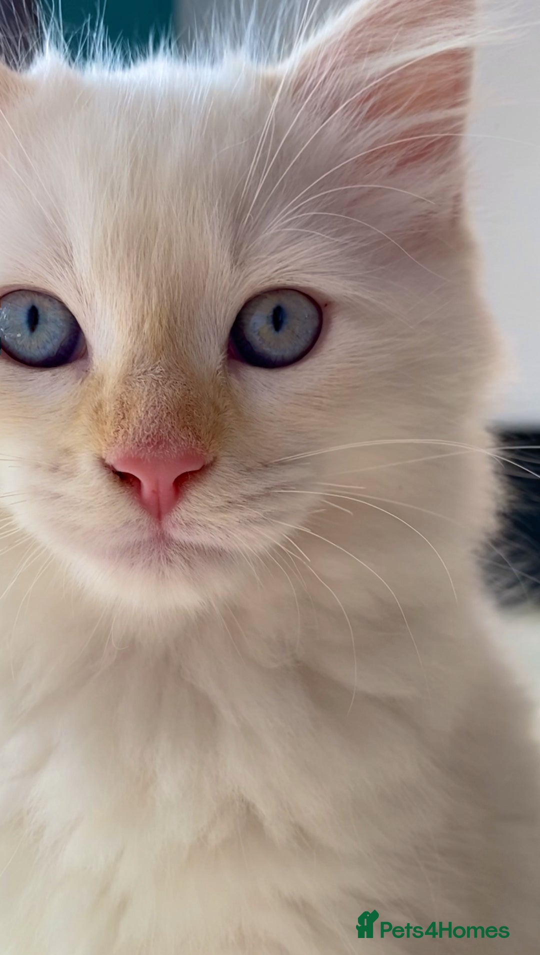 Ragdoll cats for sale: The Brave Little Prince - Image 4