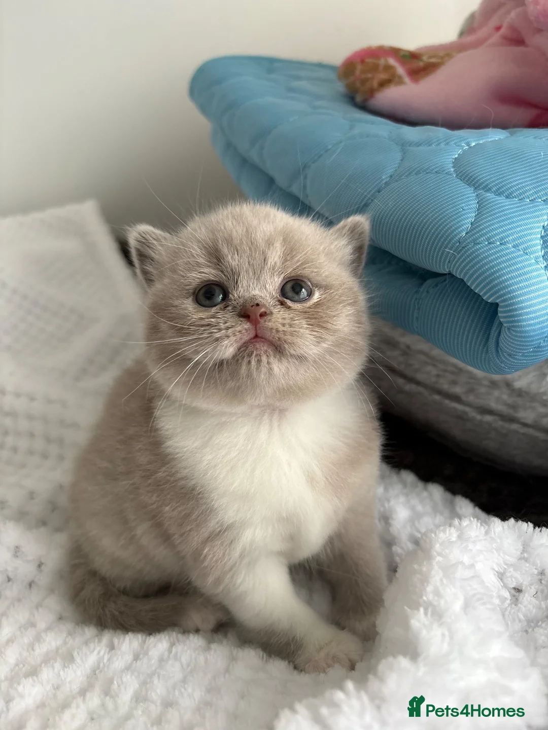 British Shorthair cats for sale: GCCF REG HEALTH TESTED KITTENS  - Advert 1