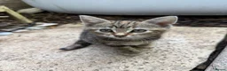 Mixed Breed cats for sale: Beautiful pattered kittens - Advert 7