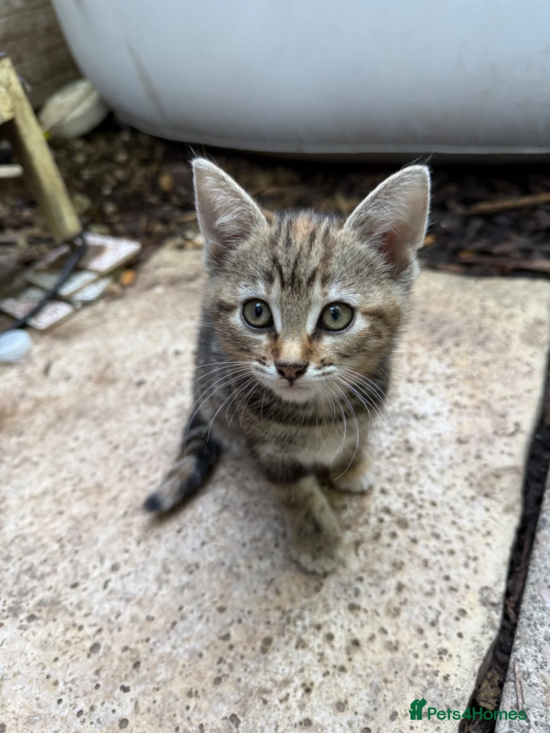 Mixed Breed cats for sale: Beautiful pattered kittens - Advert 7