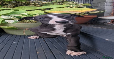 Whippet dogs - Advert 6
