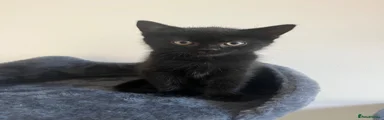 Scottish Straight Kitten 5