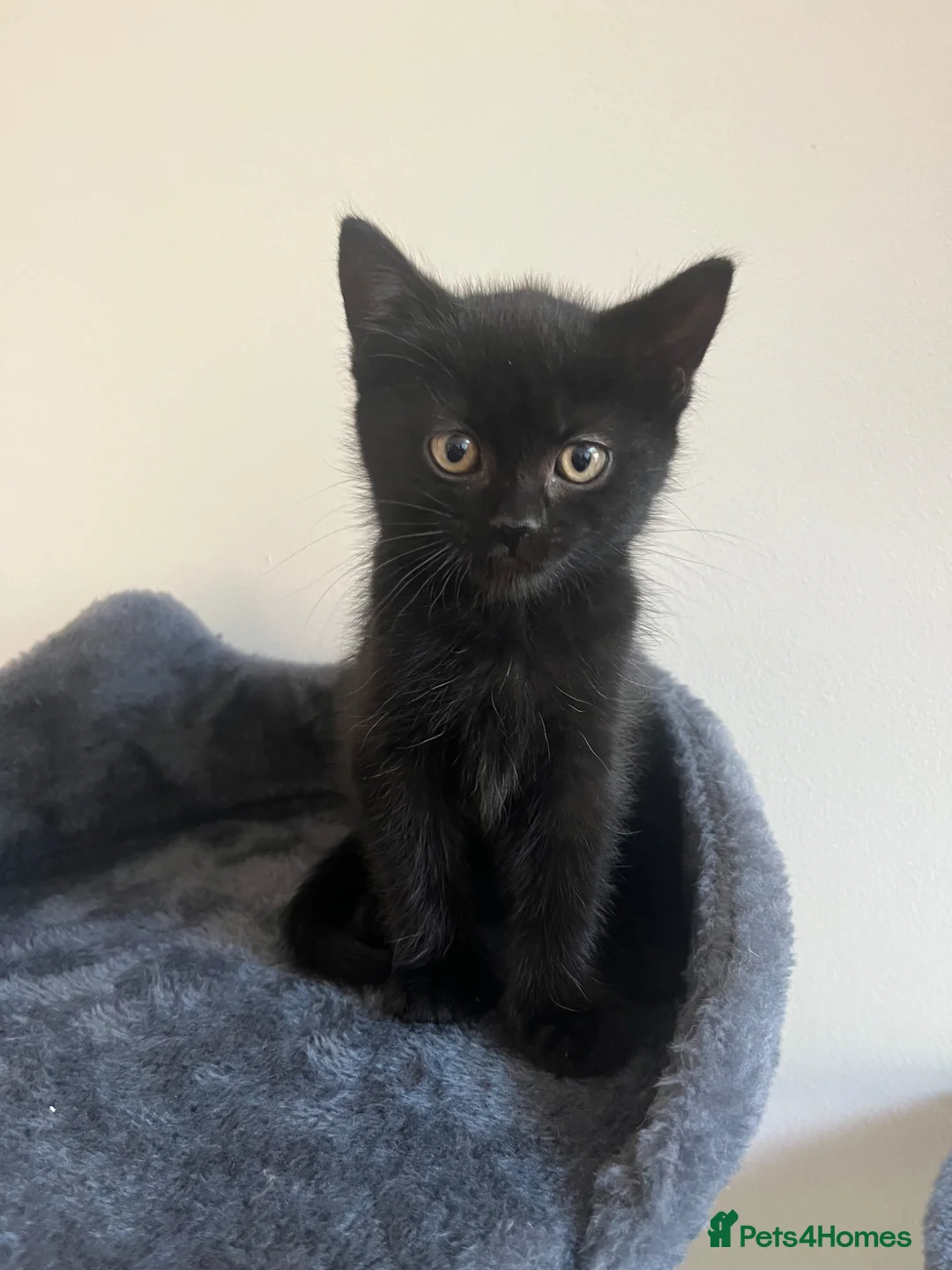 Mixed Breed cats for sale: 5 Adorable Kittens Ready for Loving Homes - Advert 6