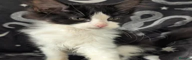 Maine Coon 4