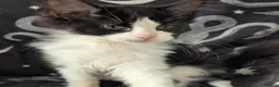 Maine Coon cats for sale: Maine coon kittens READY NOW - Advert 3