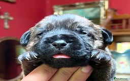 Border Terrier dogs for sale: KC Reg, slem clear VET approved only 1 boy left❤️ - Image 5